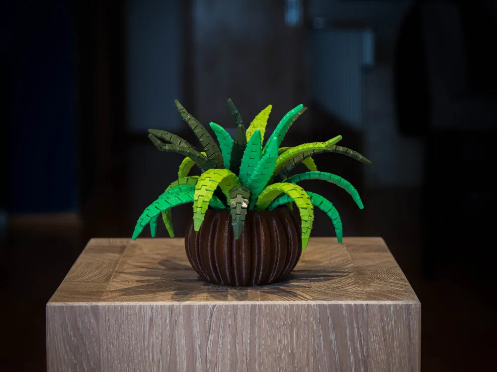 Spider Plant